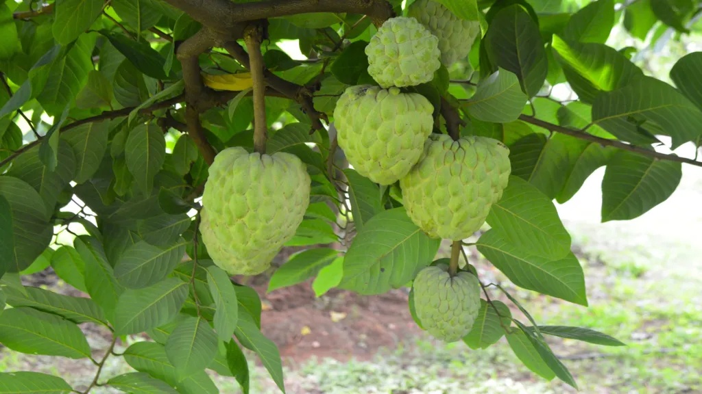 Dari Buah Kampung Jadi Primadona Ekspor, Custard Apple Mulai Mengubah Nasib Petani India