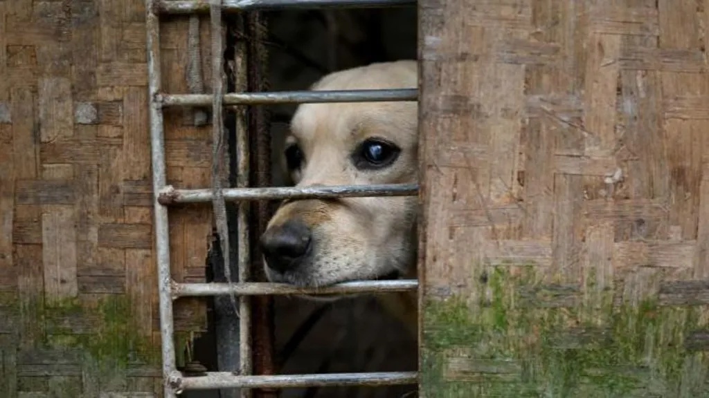 Kedok Adopsi Hewan untuk Disiksa, Pria di China Ditahan Usai Video Penyiksaan Anjing Picu Kemarahan Publik