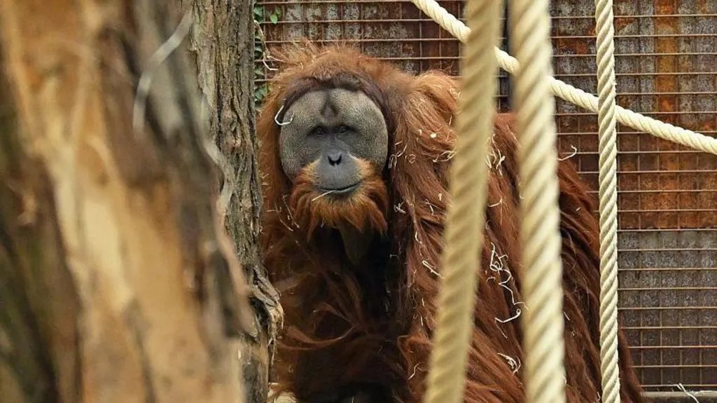 Hanya Empat Hari Hujan Ekstrem, Populasi Orangutan Tapanuli Anjlok Drastis dan Makin Dekat ke Kepunahan
