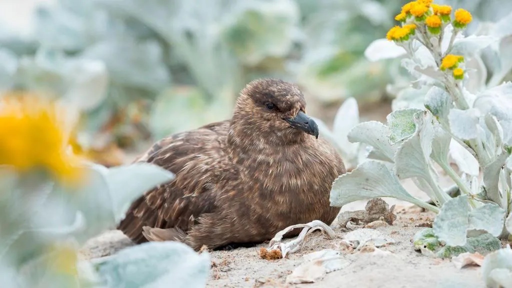 Australia Akhirnya Terdeteksi Flu Burung H5N1, Virus Kini Resmi Menjangkau Seluruh Benua