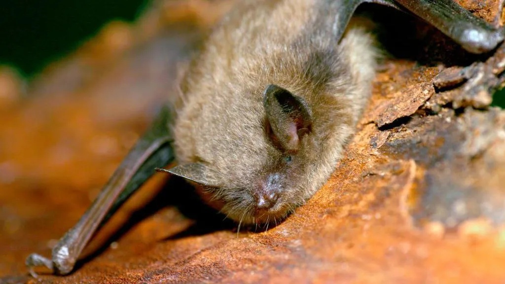 Bocah 11 Tahun di Kanada Meninggal Akibat Rabies Setelah Terbangun dengan Kelelawar di Wajahnya